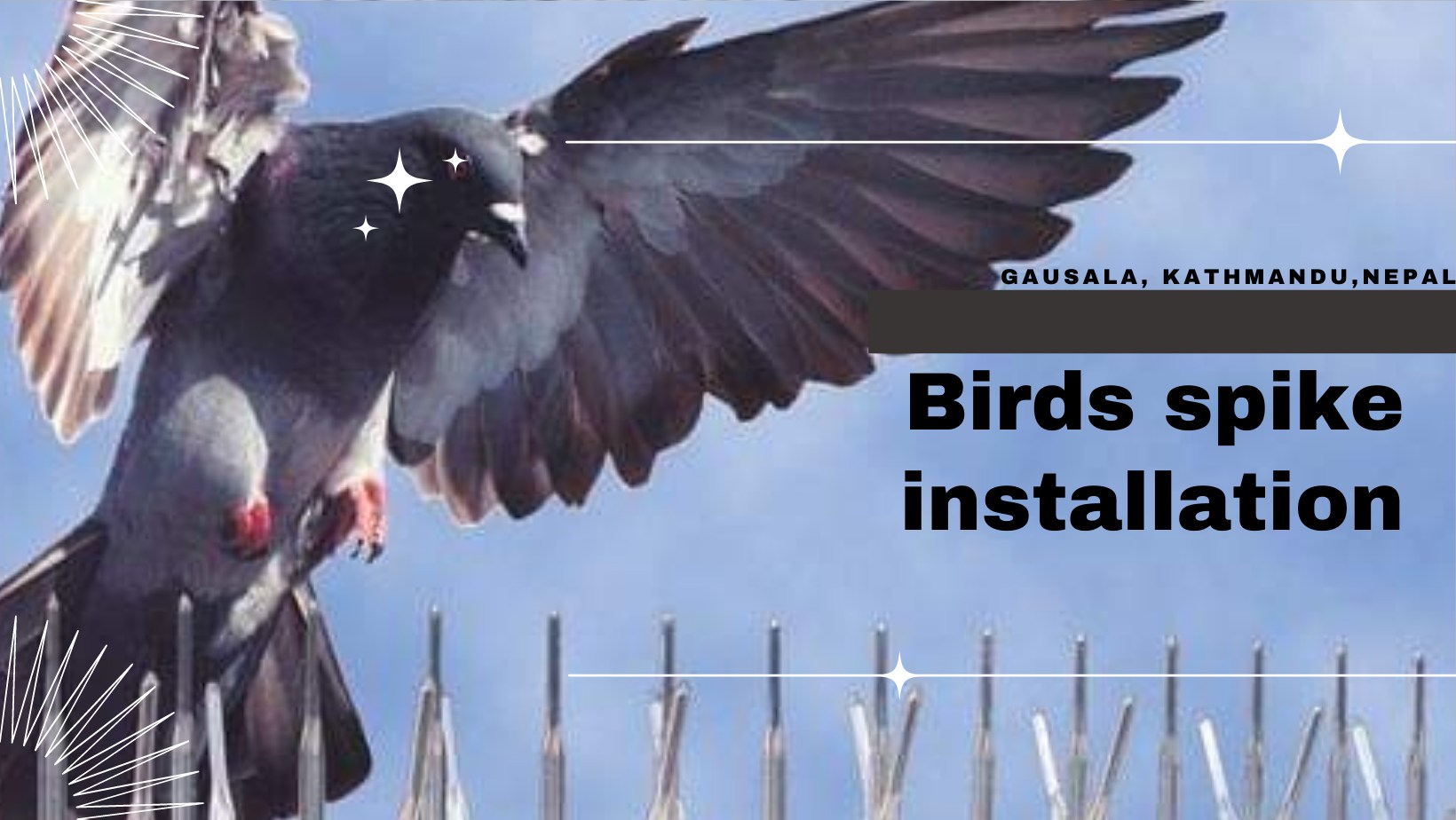 bird spike service in Kathmandu