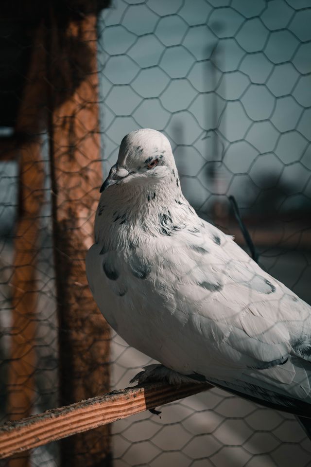 Pigeon Net